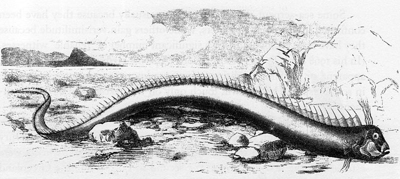 The Eel with a Head the Size of an Armchair
