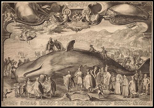 Baleen