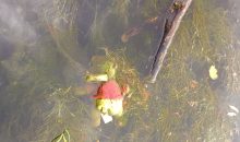 The Death of Childhood: Drowned, Abandoned and Murdered Toys